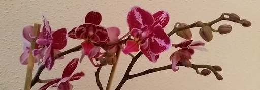 Orchidee