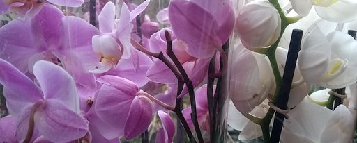 Blumenschmuckwettbewerb